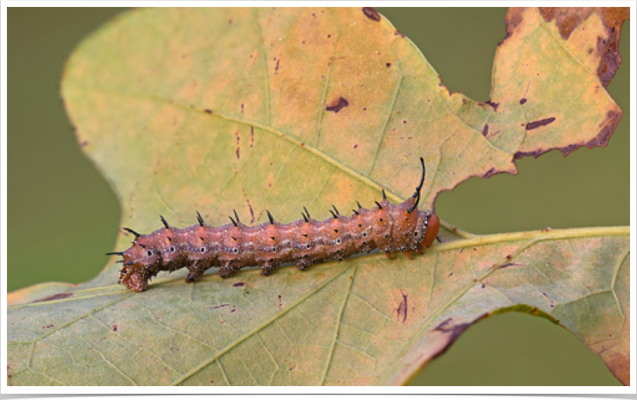 Anisota stigma
Spiny Oakworm
Hale County, Alabama Anisota stigma
Spiny Oakworm
Hale County, Alabama